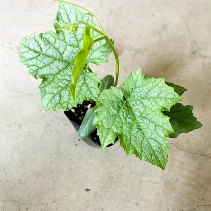 楽天市場 へちま苗 9センチポット つる性 ヘチマ 8 10月頃収穫 荒川種苗 楽天市場店 楽天市場 へちま苗 9センチポット つる性 ヘチマ 8 10月頃収穫 荒川種苗 楽天市場店