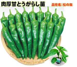 とうがらしの人気商品 通販 価格比較 価格 Com