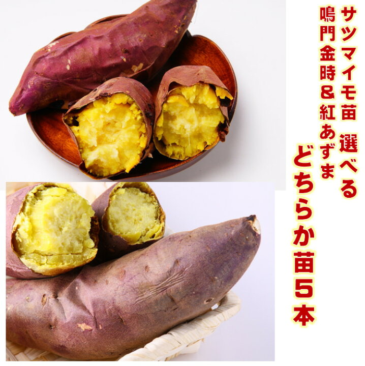 楽天市場】サツマイモ苗 5本 紅あずまか鳴門金時どちらか選べる 定植 