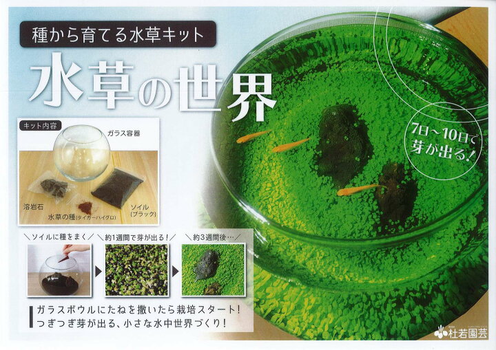 楽天市場 水草栽培キット ガラス容器 7 １０日で芽がでる インドアガーデニング 室内園芸 マンショングリーン 楽々 育てやすい 容器 土 岩 水草の種 ガラスサイズ幅約１３ｾﾝﾁ高さ約11ｾﾝﾁ 荒川種苗 楽天市場店