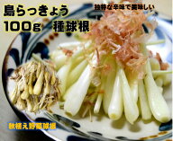 R8年産 島らっきょう 種球 100g 沖縄県産 球根