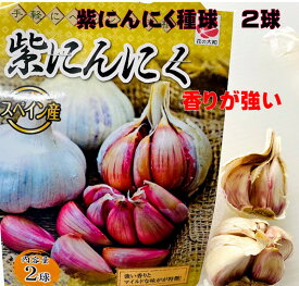 紫にんにく種 2球 モラド種スペイン産 にんにく種球