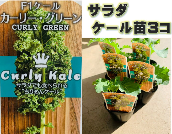楽天市場 サラダケール苗 カーリーグリーン 3苗セット 9ｾﾝﾁﾎﾟｯﾄ入り 珍しい野菜苗 3 4月 ９月植付 ５ ７月 10 12月収穫 春 秋栽培可能 荒川種苗 楽天市場店