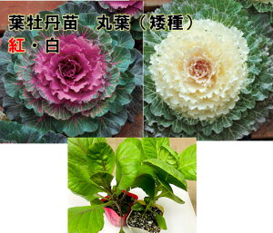 苗 葉牡丹の人気商品 通販 価格比較 価格 Com