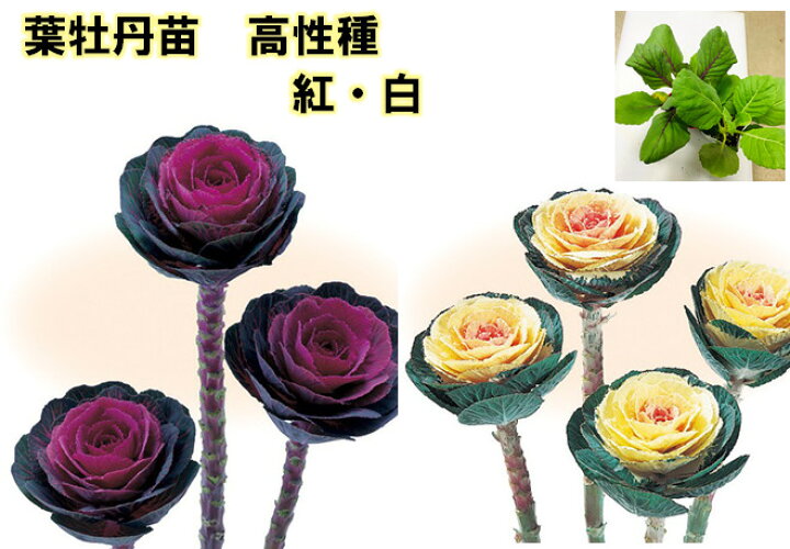 楽天市場 葉牡丹苗 丸葉高性種 紅 白 ９ﾎﾟｯﾄ お正月に欠かせない植物 鑑賞期１１ １月ころ 高性で切り花に ９月入荷苗 荒川種苗 楽天市場店