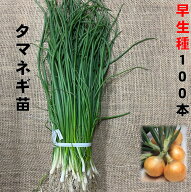 玉ねぎ苗 早生種 100本 5/上旬頃収穫品種 玉葱 タマネギ苗