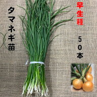 玉ねぎ苗 早生種 50本 5/上旬頃収穫品種 玉葱 タマネギ苗