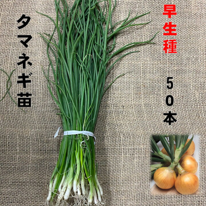 楽天市場】玉ねぎ苗 早生種 50本 5/上旬頃収穫品種 玉葱 タマネギ苗 