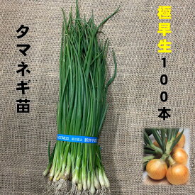 玉ねぎ苗 極早生種 100本 4/下旬頃〜収穫品種 小面積栽培用 早獲り玉葱 家庭菜園 タマネギ苗