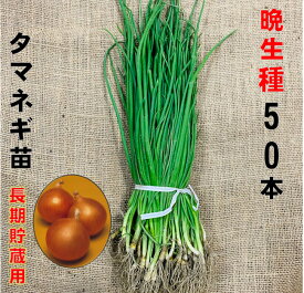 玉ねぎ苗 晩生種 50本 5/下〜6/上中旬頃収穫品種