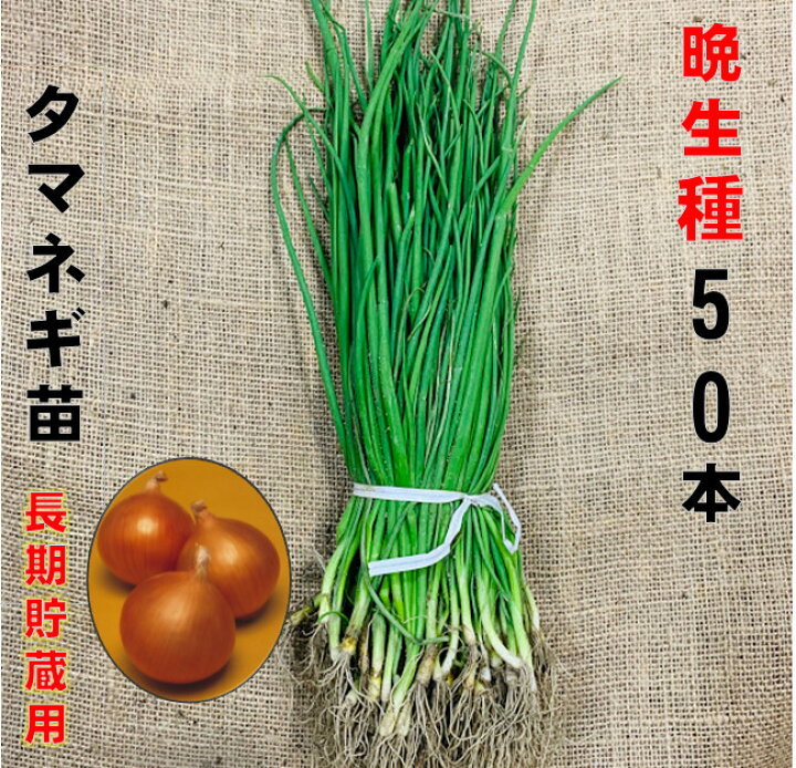 楽天市場】玉ねぎ苗 中・晩生種 50本 5/下〜6/上中旬頃収穫品種 
