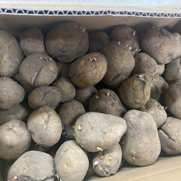 楽天市場】キタアカリ種芋 10kg 訳ありB品 北海道 種馬鈴薯検査合格済 