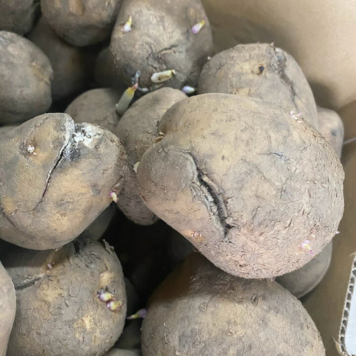 楽天市場】キタアカリ種芋 10kg 訳ありB品 北海道 種馬鈴薯検査合格済 