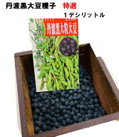 4/中旬頃～発送 特選 丹波黒大豆 種子 1デシリットル （約80粒）栽培用黒豆種子 早とりして黒枝豆として…