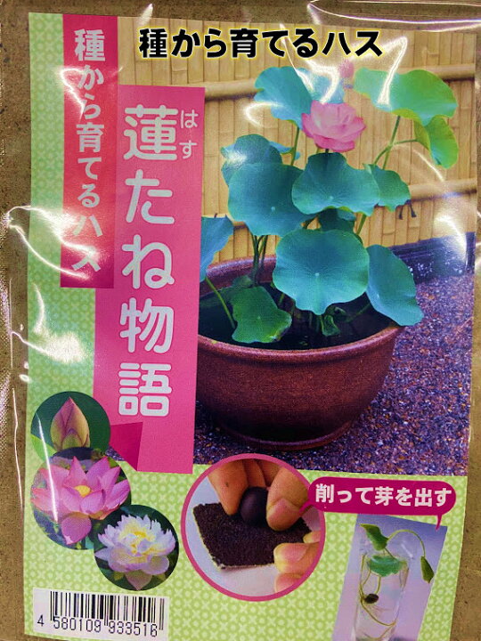 楽天市場 種から育てるハス 蓮 1粒 予備付き 栽培説明書付き 杜若園芸 水生植物 花が咲くのはまいてから翌年 荒川種苗 楽天市場店