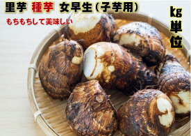 4/上旬頃～発送 女早生 里芋種芋 1キロ約8～15コ　愛媛県産　子芋を食用にします。 小芋　サトイモ　苗