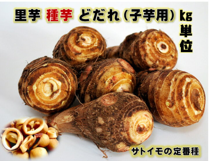楽天市場】土垂(どだれ） 里芋 種芋 1キロ 子芋 青茎 ねばりがあり煮 