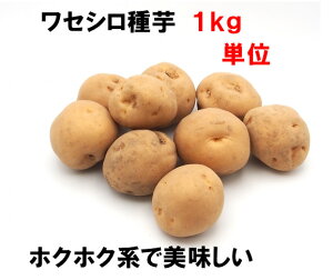 ���Z�V�� 1�L�� ���Ⴊ���� ��� ��7�`12�R ��T�C�YM/L�k�C��or�X���Y�@�G���` �t���C�E�`�b�v�E�T���_�ȂǂɃz�N�z�N�n ���Z�^�C�v�@�L��