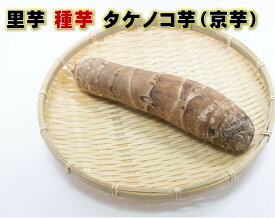 里芋タネ芋　京芋（タケノコ芋）200g　　宮崎県産※親芋を食用とするサトイモです。