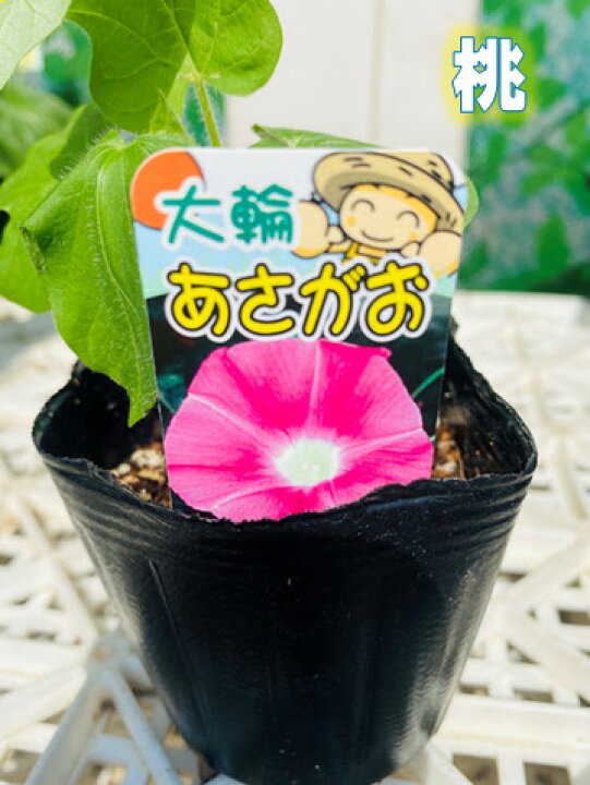 楽天市場 朝顔苗 色選択できます つる性 グリーンカーテン 日除け 9ｾﾝﾁﾎﾟｯﾄ 荒川種苗 楽天市場店
