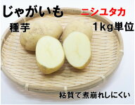 ニシユタカ じゃがいも 種芋 1キロ 馬鈴薯 秋植え 種馬鈴薯検査合格済 西豊　サイズML