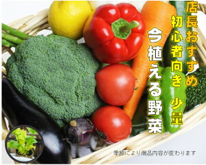 春 野菜 苗の人気商品 通販 価格比較 価格 Com