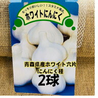 ホワイト六片 Lサイズ2球 青森県産 にんにく種 約12片入り 等級A 国産 健康スタミナ野菜 9/中下旬〜10/末…