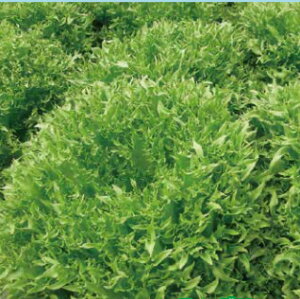 nTO[^X R[g1000 [J[lA