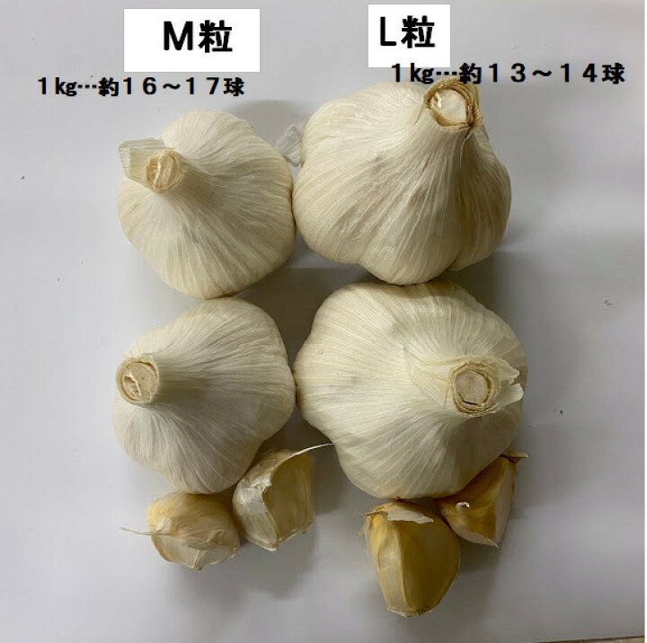 楽天市場】ホワイト六片 Mサイズ粒 0.5ｷﾛ 青森県産 にんにく種 等級A 