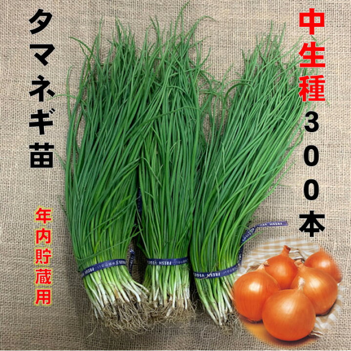 楽天市場】玉ねぎ苗 中生種 300本 品種名O・P黄、O・K黄、ターボなど 