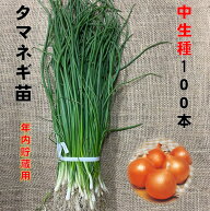 玉ねぎ苗 中生種 100本 品種名O・P黄、O・K黄、ターボなど