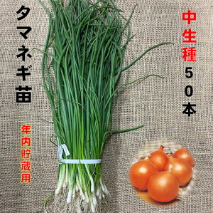 11/上旬頃〜発送予定 玉ねぎ苗 中生種 50本 品種名O・P黄、O・K黄、ターボなど
