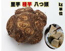 八つ頭 里芋種1キロ 赤ずいき 赤い茎も美味しく有名 親芋、子芋、茎が食用可　やつがしら