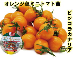 ピッコラカナリア ミニトマト苗 9センチポット　オレンジ