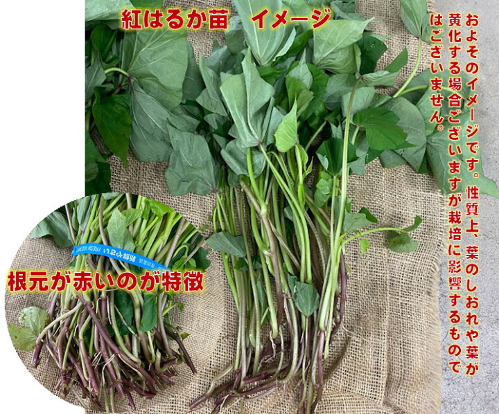 楽天市場】紅はるか さつまいも苗 10本 農水省登録品種につき許可なく 