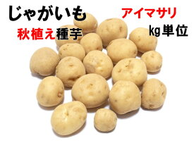 アイマサリ じゃがいも 種芋 1キロ 秋植え 馬鈴薯 ジャガイモ 種馬鈴薯検査合格済 農水省登録品種