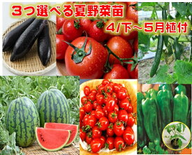 3コ選べる夏野菜苗 トマトナスキュウリピーマンスイカミニトマト中玉トマト