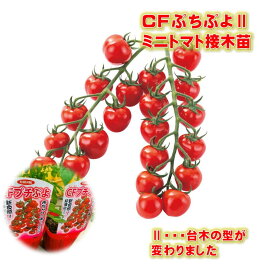 うす皮ミニトマト苗 CFぷちぷよ2 接木苗 9センチポット 皮が極薄く甘い 新食感 甘い