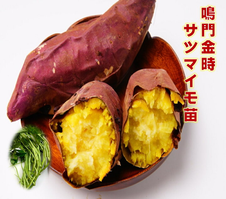 楽天市場】サツマイモ苗 鳴門金時 ホクホク系の美味しいさつまいも 