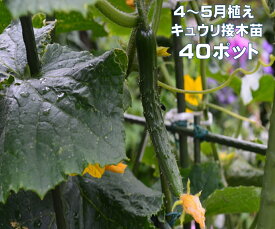 キュウリ 接木苗 40ポット きゅうり 品種名 夏すずみ 北進 春植え　家庭菜園 鉢植え　プランター栽培 4〜5月植え