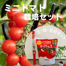 【ミニトマト栽培セット】　そのまま育てるトマトの土　ミニトマトの苗　支柱セット　届いてすぐに植えられる　初心者やお子さんにもおすすめ　食育にも！