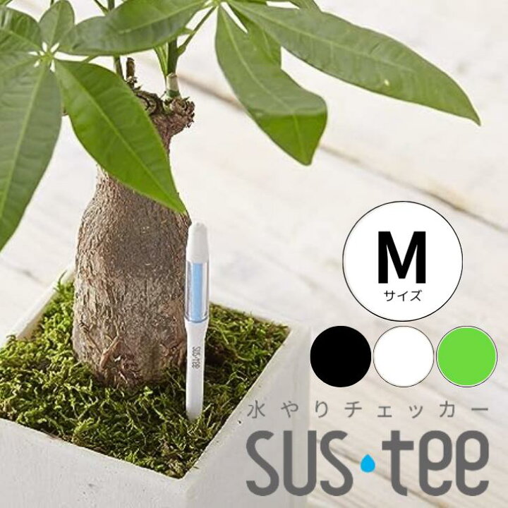 楽天市場】【サスティー Mサイズ シングルパック（個包装）】sustee 