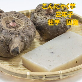 こんにゃく芋　種芋　2年子 在来種