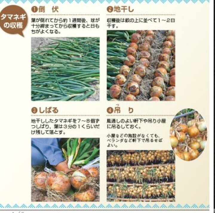 楽天市場】玉ねぎ種 ネオアース 中晩生品種 タキイ交配 : 荒川種苗 