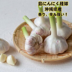 7年度産 7/25頃～発送 島にんにく種球 100g 沖縄県産 球根