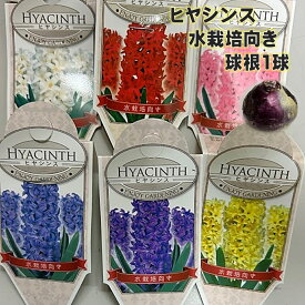 ヒヤシンス 水栽培向き 球根1球 全6色