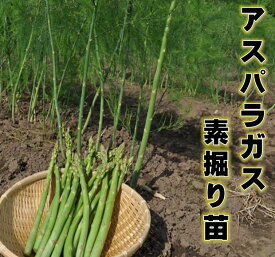 10月末頃～発送 アスパラガス 1年生苗 根株 茨城県産 翌々年の春から収穫一度植えれば10年間ほど収穫ができるといわれる多年生野菜　※Sサイズ