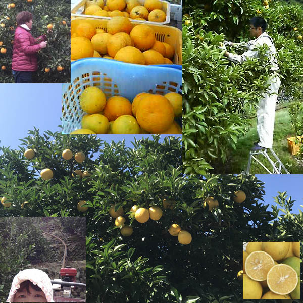 から厳選した和歌山産「シトラスMIXスムージー」農家さんから直接分けてもらうシトラスオレンジ（八朔・夏みかん・グレープフルーツ・レモンなど酸味のある 柑橘類）＋みかんの花の蜂蜜のフローズンフルーツジュース・冷凍果物 スムージー