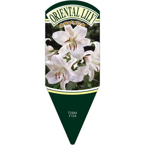 |pxy  JTuJ L (100)z132.5mm×50mm t[x |pi K[fjOpi ϐ ϋv   i햼\x |x Ax x v[g | i