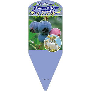 |pxy u[x[eBtu[ TV L (100)z132.5mm×50mm t[x |pi K[fjOpi ϐ ϋv   i햼\x |x Ax x v